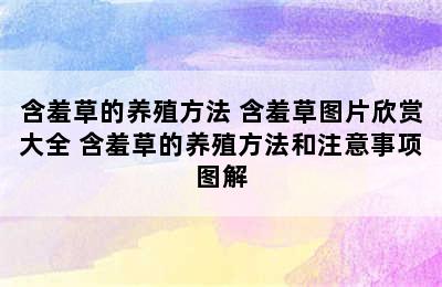 含羞草的养殖方法 含羞草图片欣赏大全 含羞草的养殖方法和注意事项图解